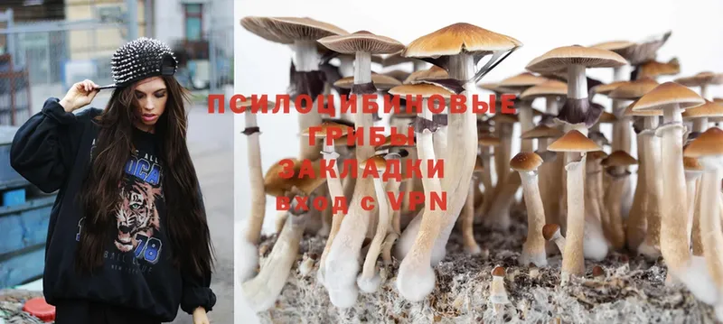 KRAKEN как войти  Жуков  Галлюциногенные грибы Psilocybine cubensis 